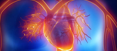 Die HRV (Herzratenvariabilität) - Alles, was du wissen musst!